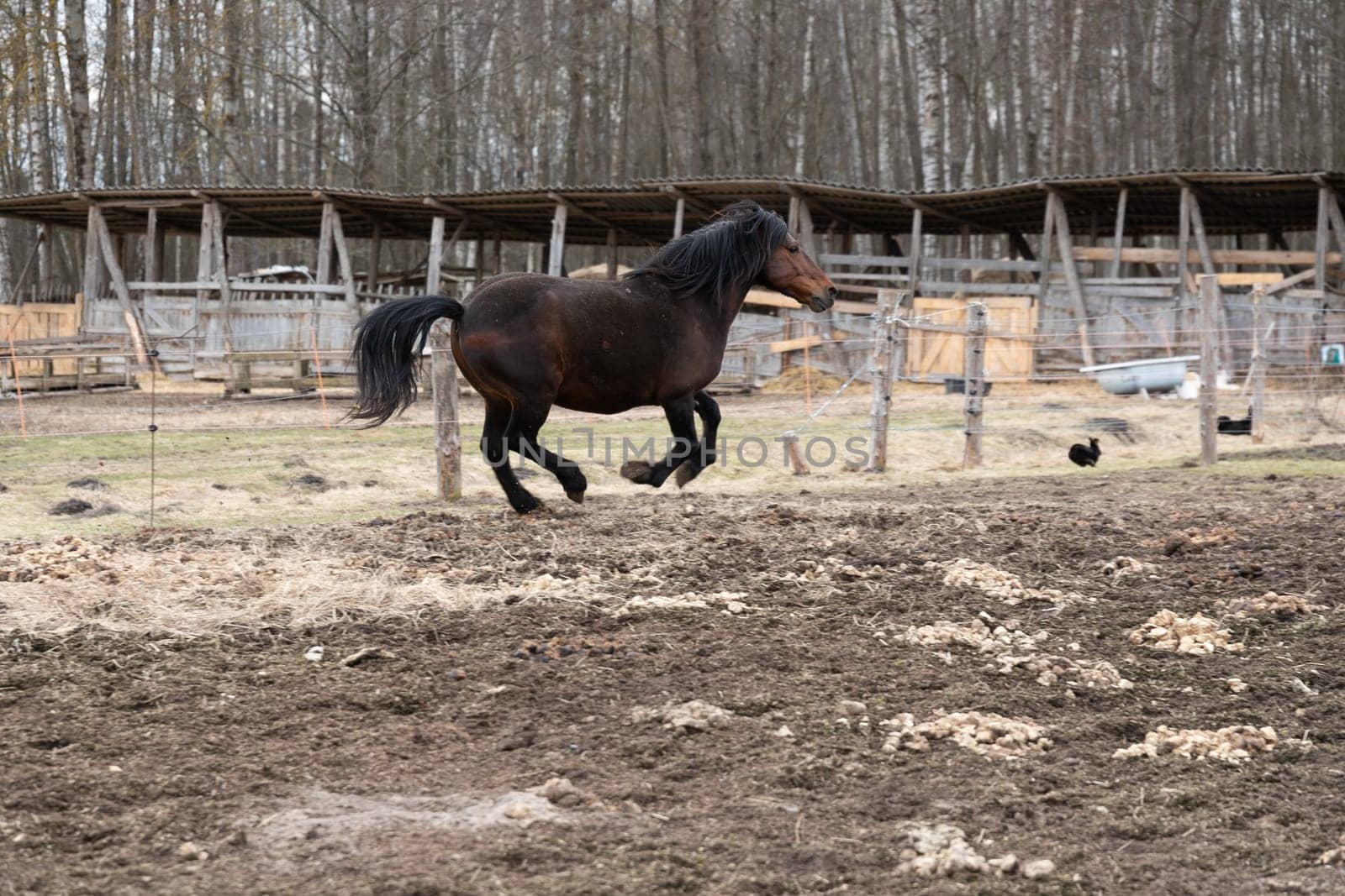 A powerful horse is galloping energetically within a secure fenced area, displaying its strength and speed as it moves gracefully across the enclosed space.