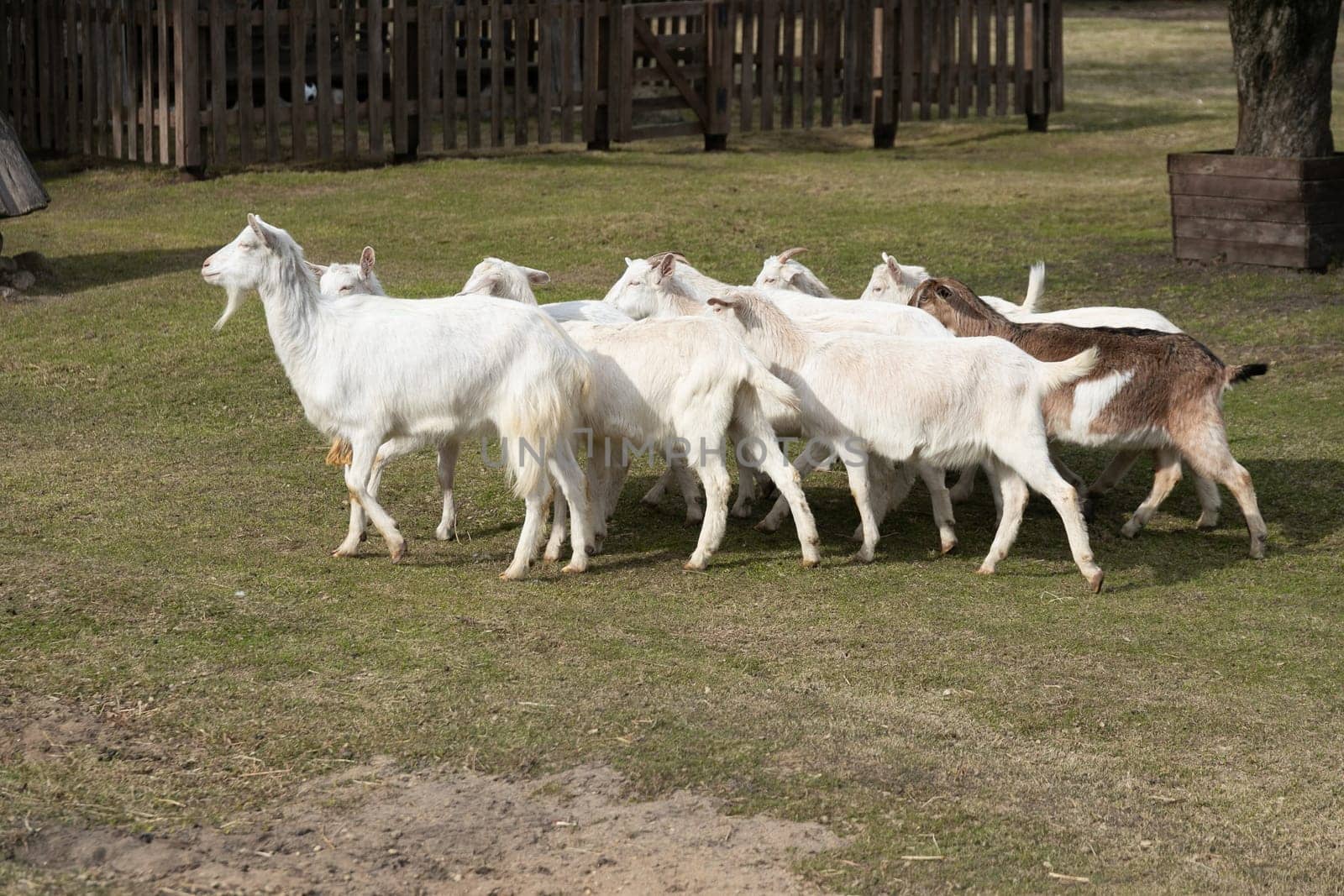 A Herd of Goats Walking Across a Lush Green Field by TRMK