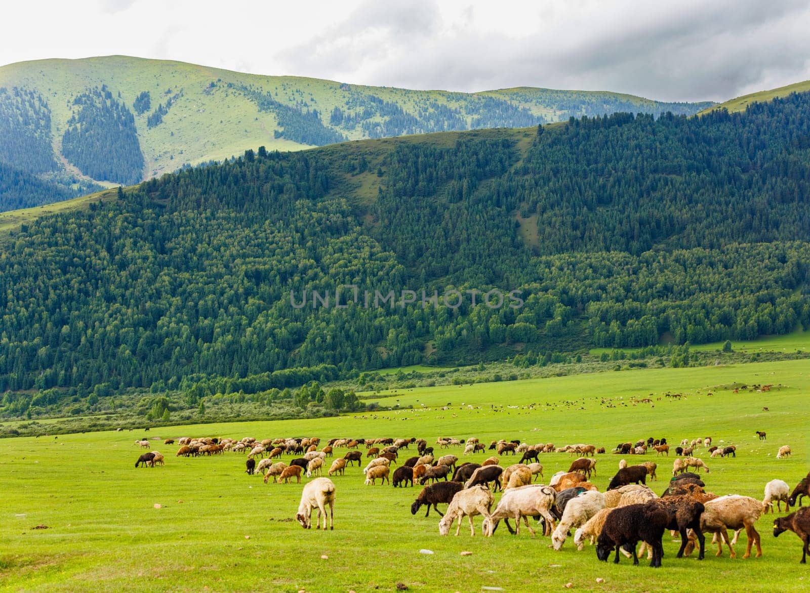 A flock of sheep grazes in a grassland gorge with mountains in the backdrop by z1b
