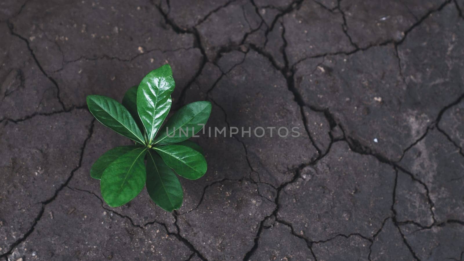 Top view seedling plant growing on rich nutrient fertilized soil as ecology and environment concept symbolizes importance of environmental awareness and sustainable ecosystem. Gyre