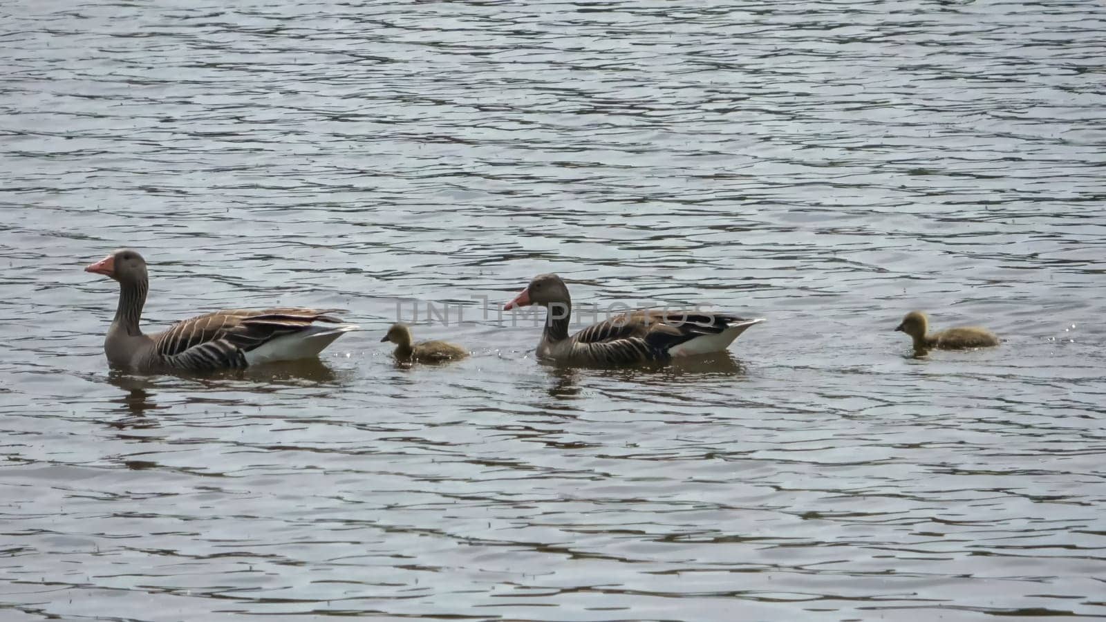 Two geese with their newly hatched babies swim together in the sunshine on a lake with small waves. by MP_foto71