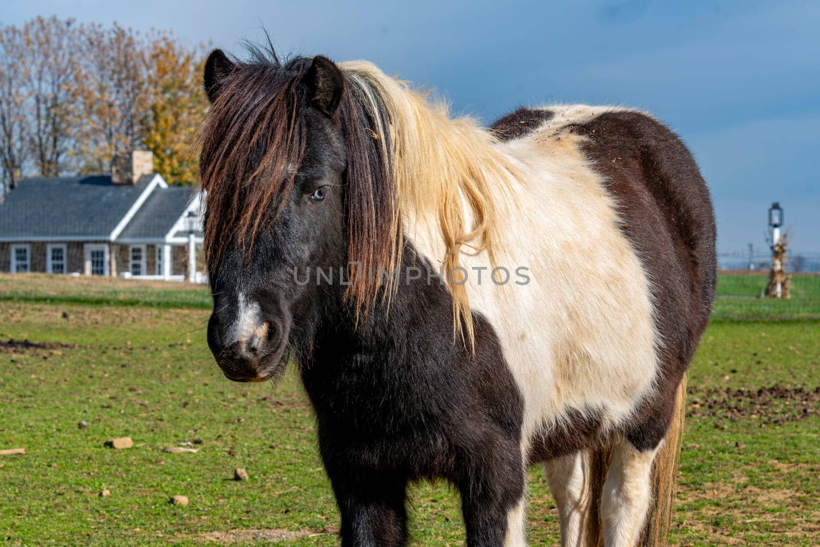 Portrait of a majestic piebald horse, featuring a striking mane of contrasting colors, standing proudly in a rural setting with a classic farmhouse in the background.