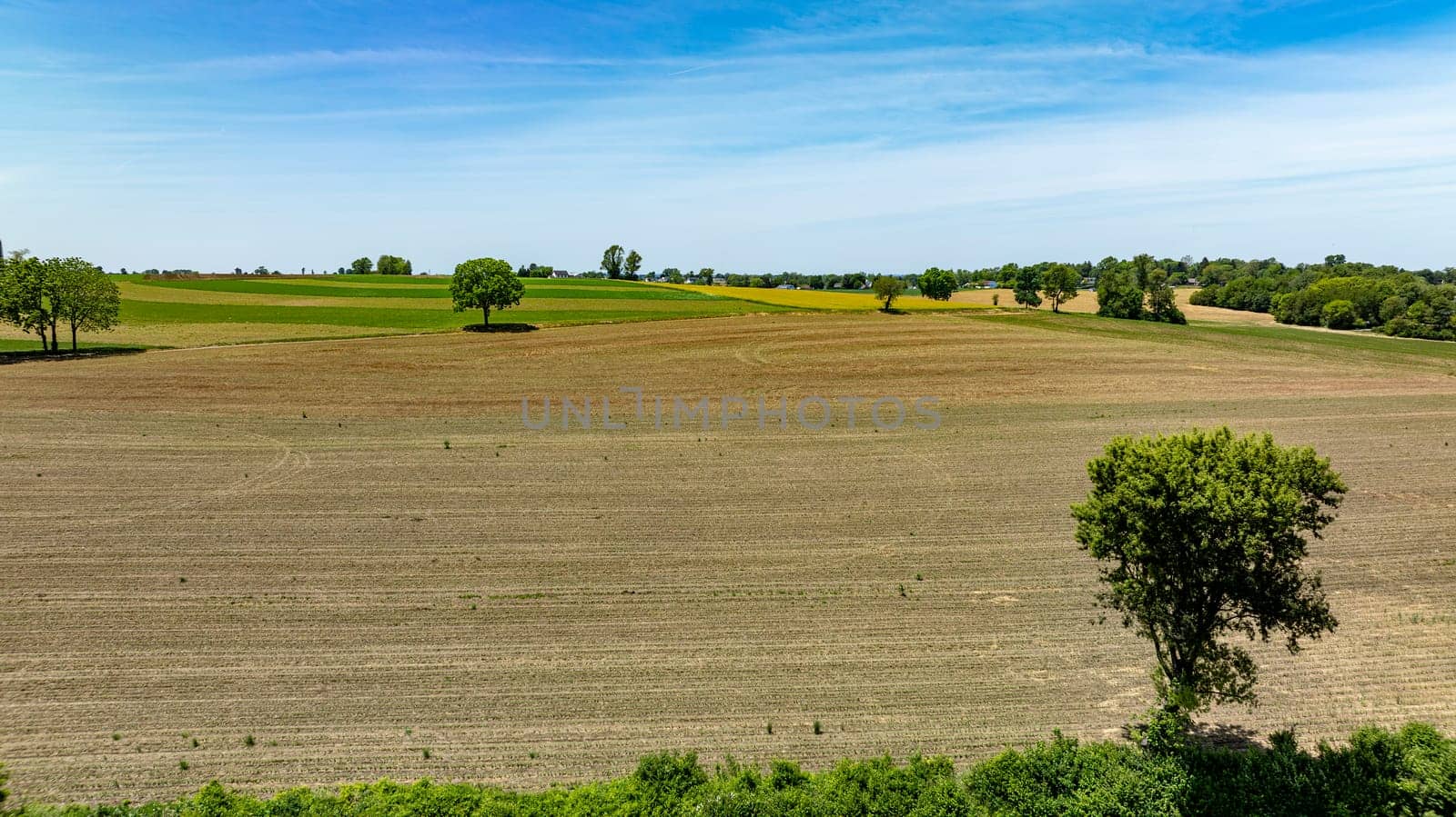 A field of dry grass with a tree in the middle. The sky is clear and blue