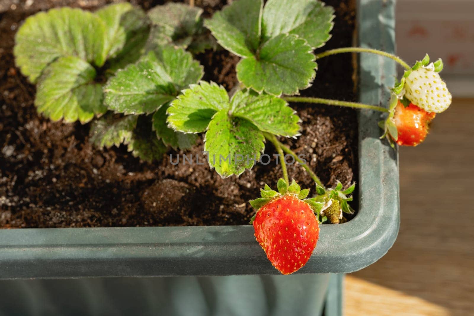 Strawberry plant with ripe fruits in a plastic pot on the apartment window.