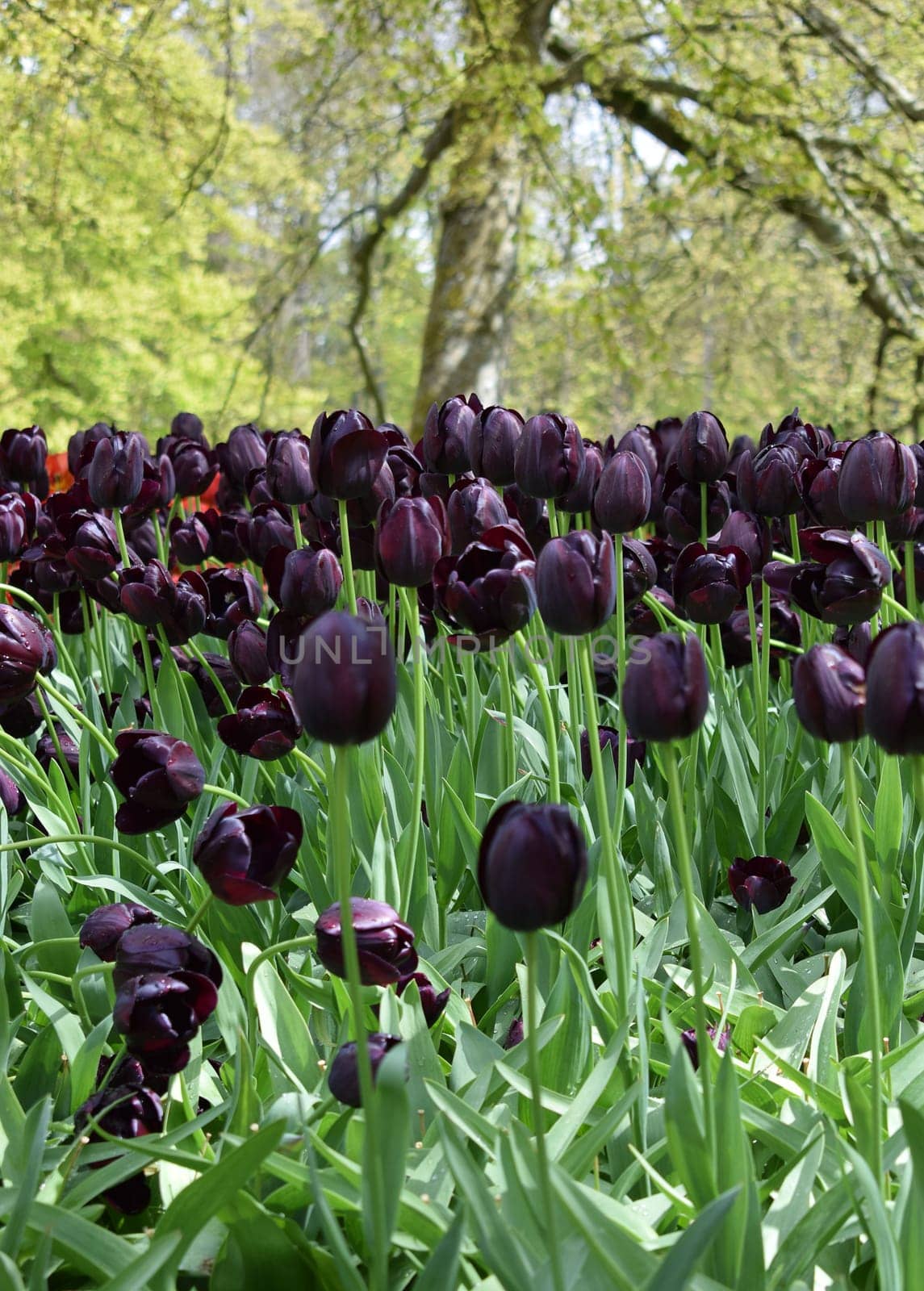 Dark tulips, Van Gogh variety. High quality photo