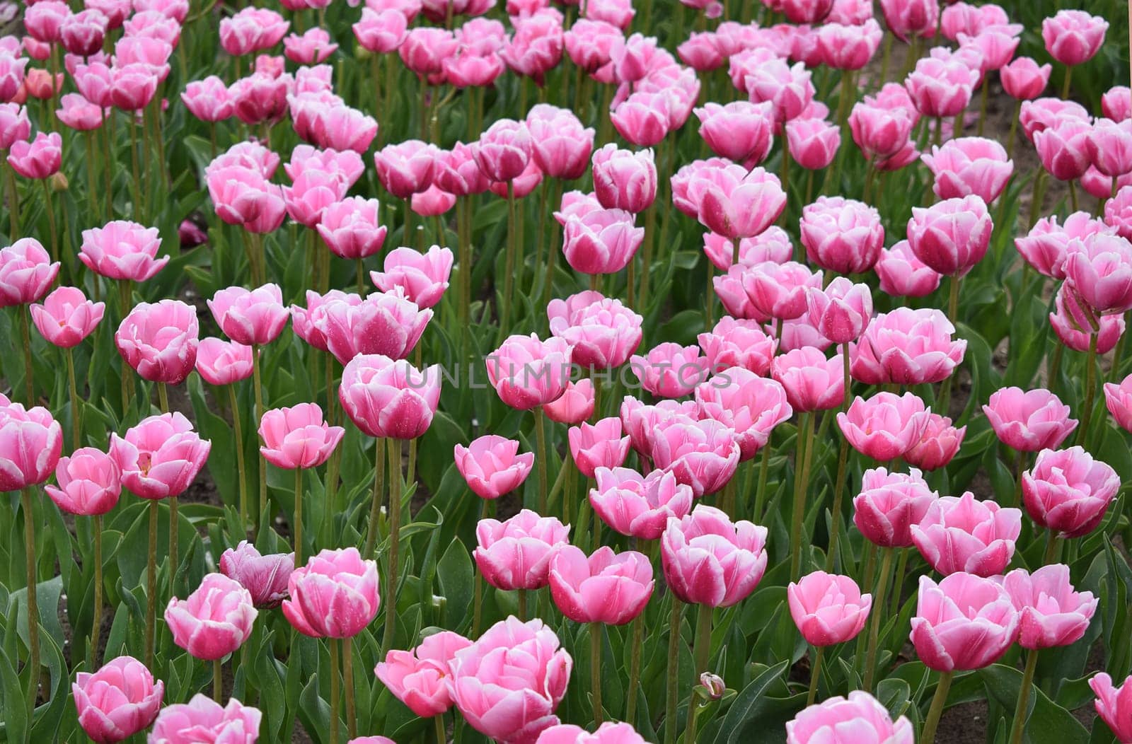 Field with beautiful pink tulips. High quality photo
