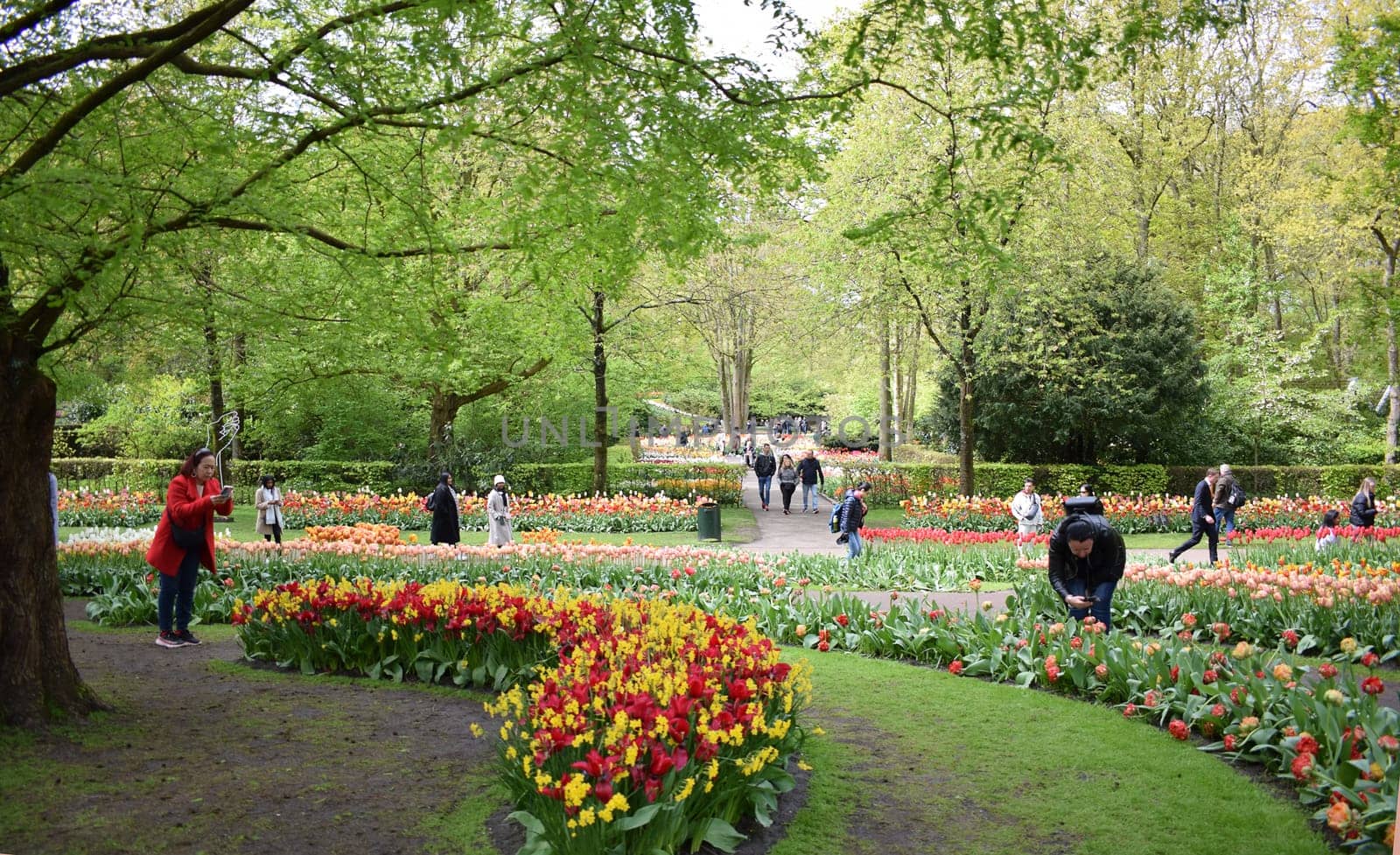 Keukenhof Garden ,Hollande, 26 April 2024. the largest tulip park by artemisagajda