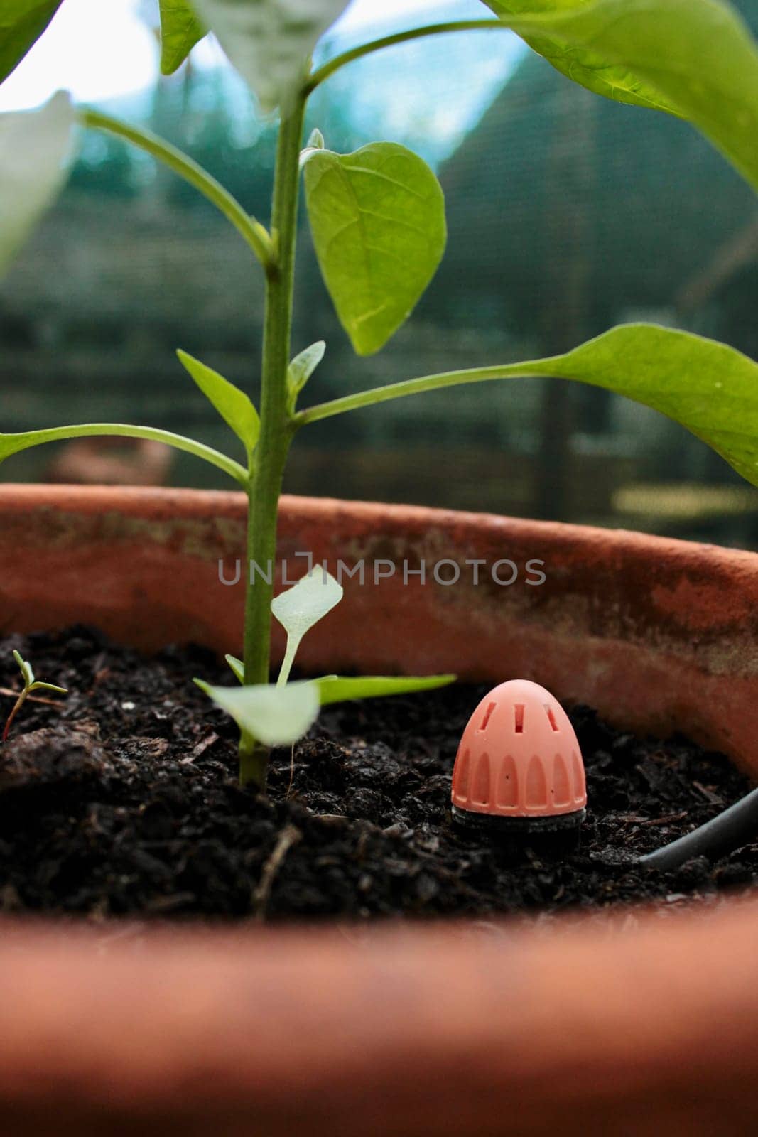 A pepper seedling grows in the soil in a pot and a water sprayer is nearby by MilaLazo