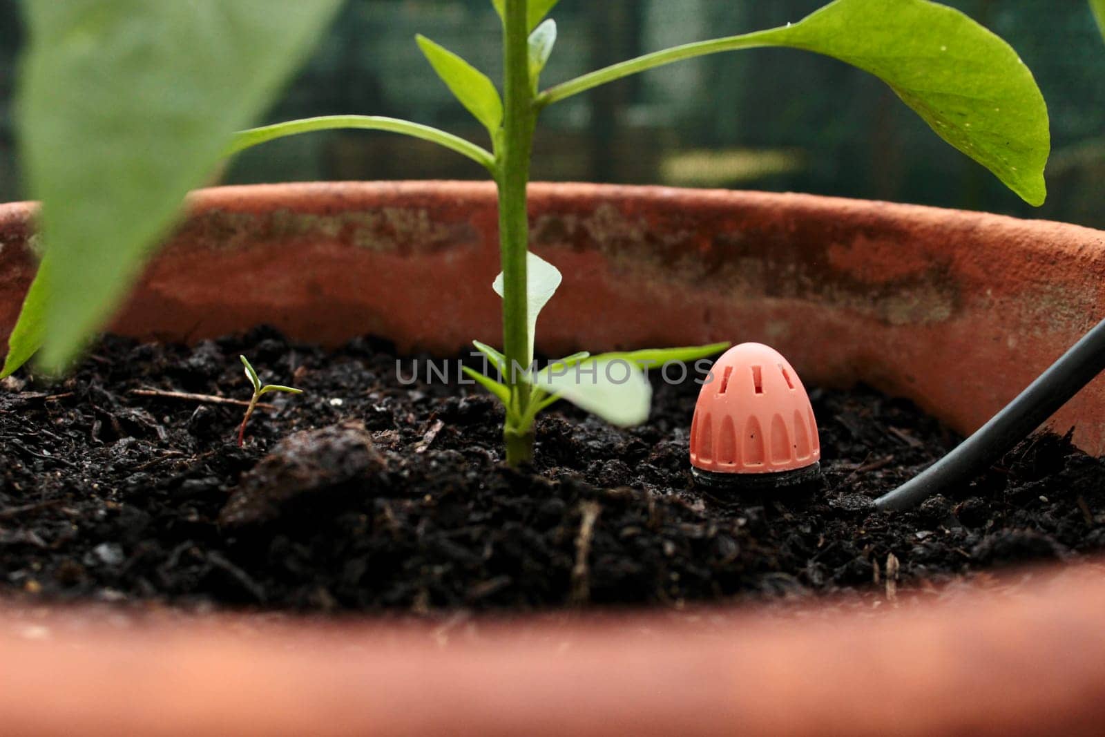 A pepper seedling grows in the soil in a pot and a water sprayer is nearby. High quality photo