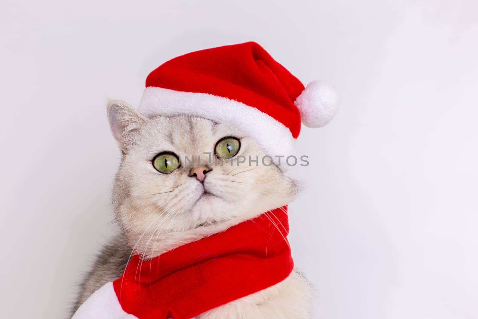 A cute white cat, sitting in a red Santa hat ,isolated on a white background, looking at camera. Close up. Copy space