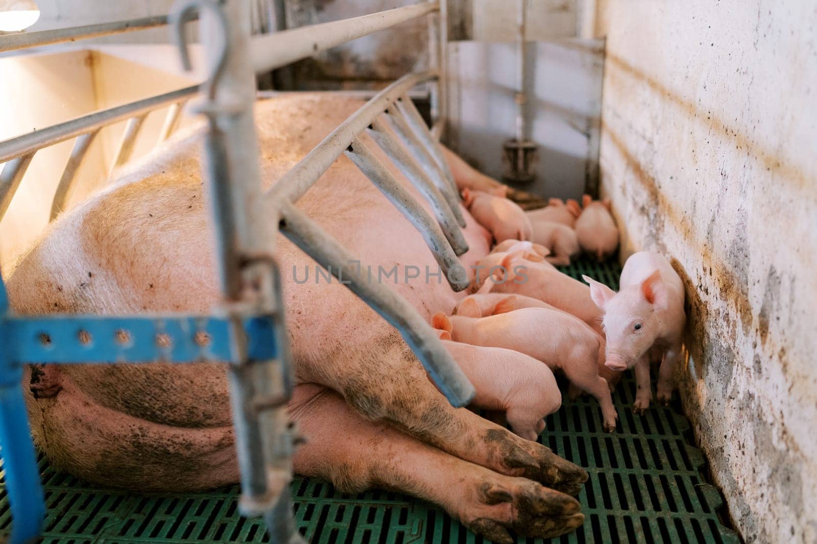 Little piglet walks past a flock of piglets suckling the breast of a sow in a pen. High quality photo