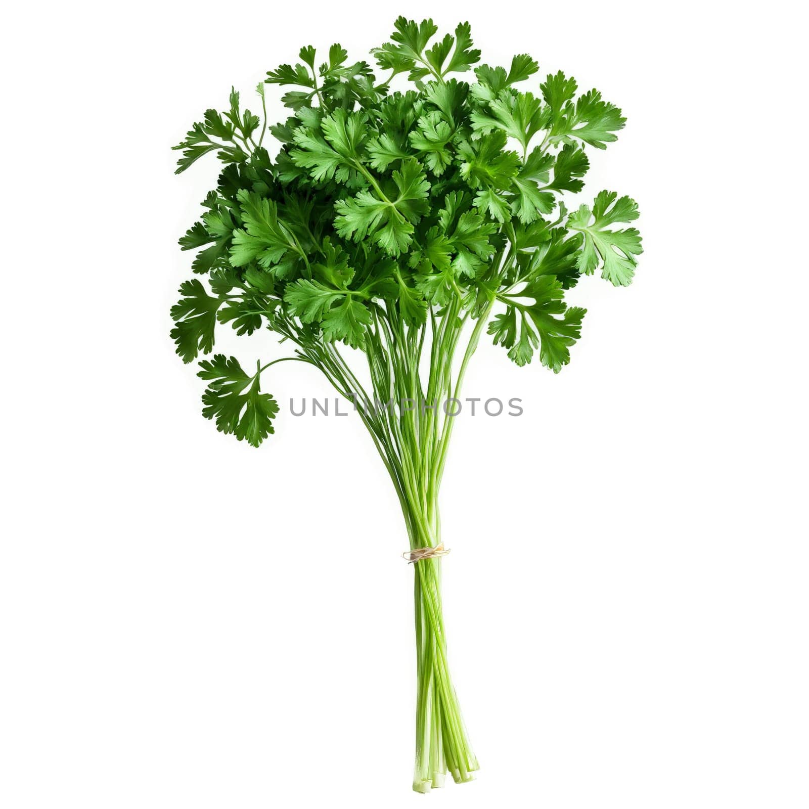 Parsley with curly leaves and stems in scattered dynamic arrangement Food and culinary concept by panophotograph