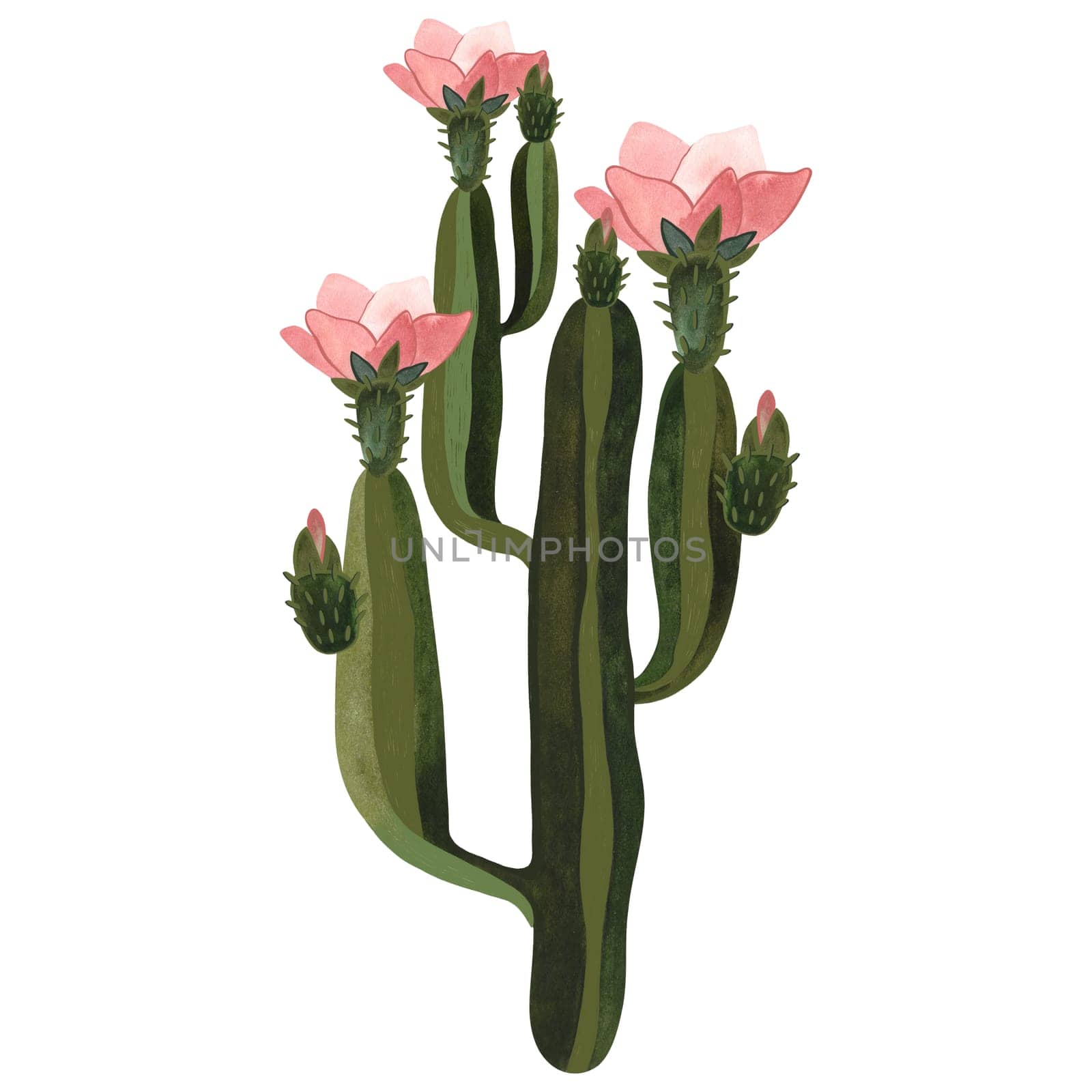 Blooming cactus with pink flowers. Plants for the home. Floriculture. Desert flora. Isolated watercolor illustration on white background. Clipart