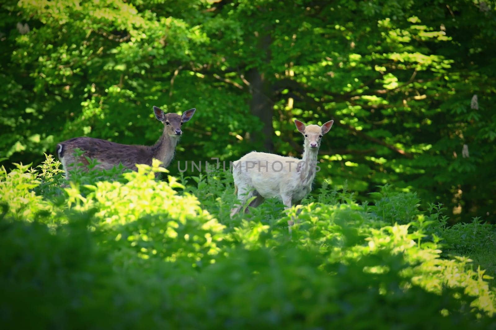 Fallow - fallow deer. (Dama dama ) Beautiful natural background with animals. Forest and sunset. Brno - Czech Republic - Europe. Animal - nature