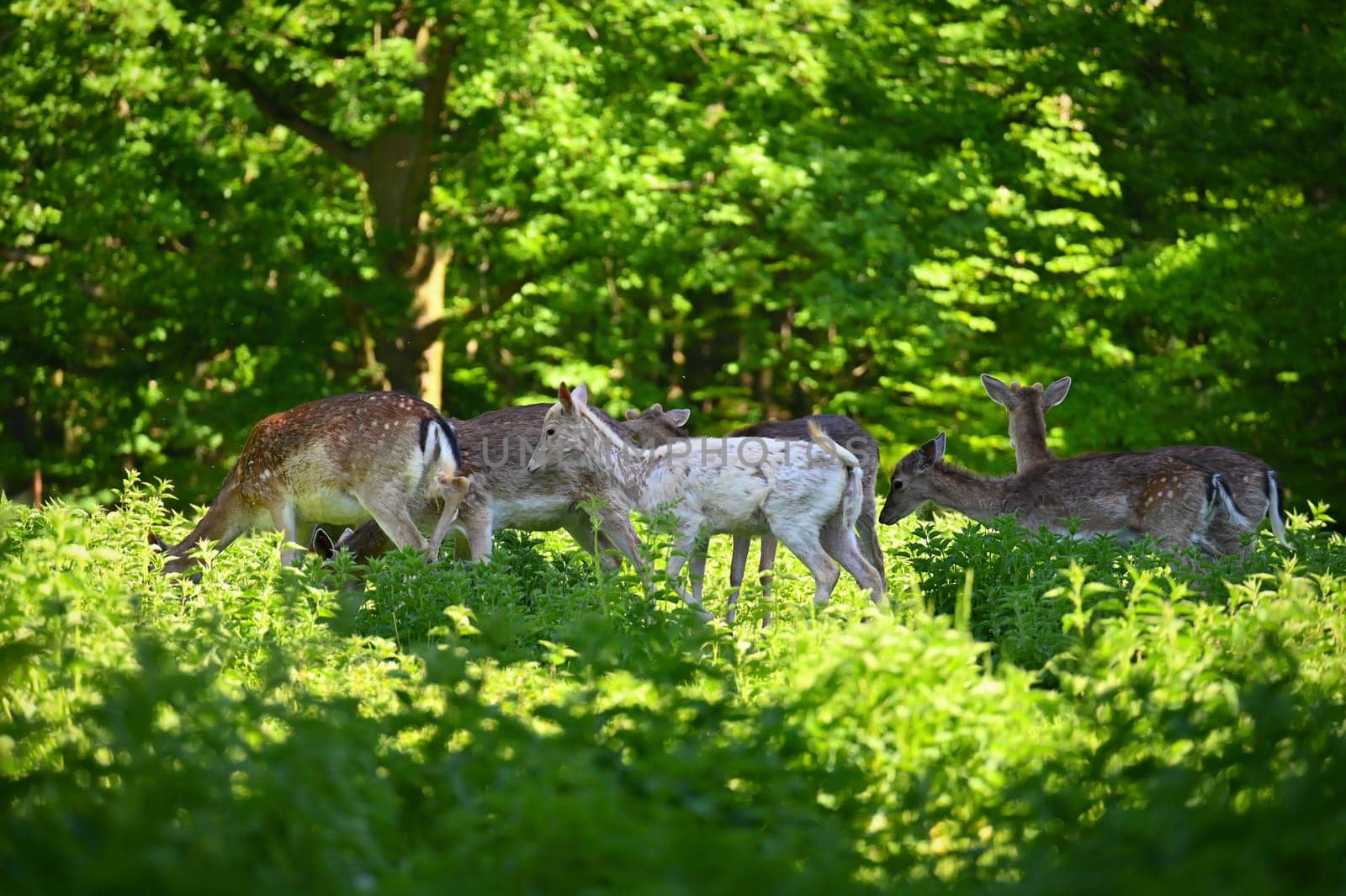 Fallow - fallow deer. (Dama dama ) Beautiful natural background with animals. Forest and sunset. Brno - Czech Republic - Europe. Animal - nature