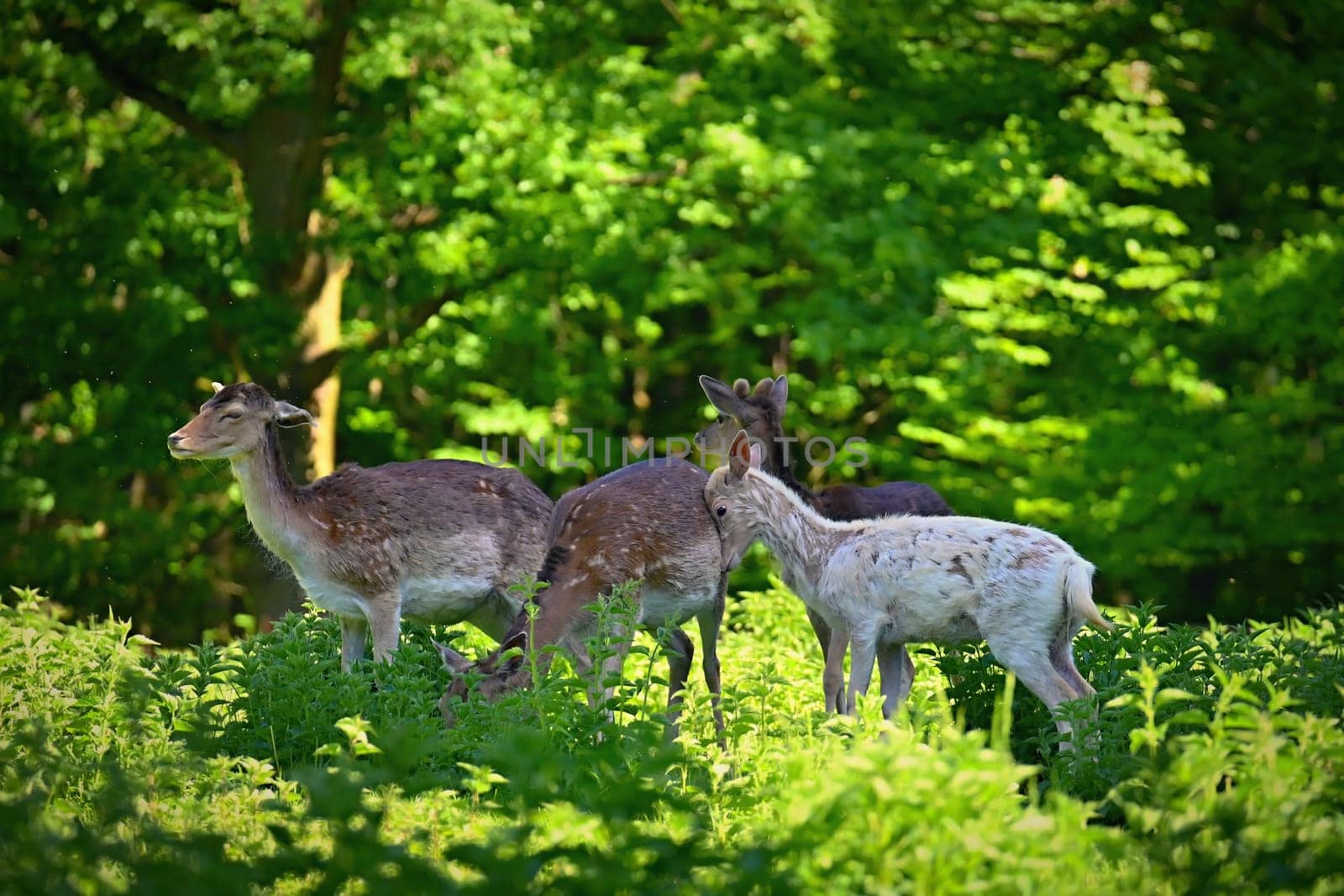 Fallow - fallow deer. (Dama dama ) Beautiful natural background with animals. Forest and sunset. Brno - Czech Republic - Europe. Animal - nature by Montypeter