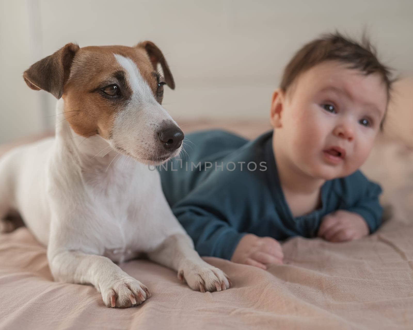Portrait of a Jack Russell Terrier dog and a three-month-old boy lying on the bed