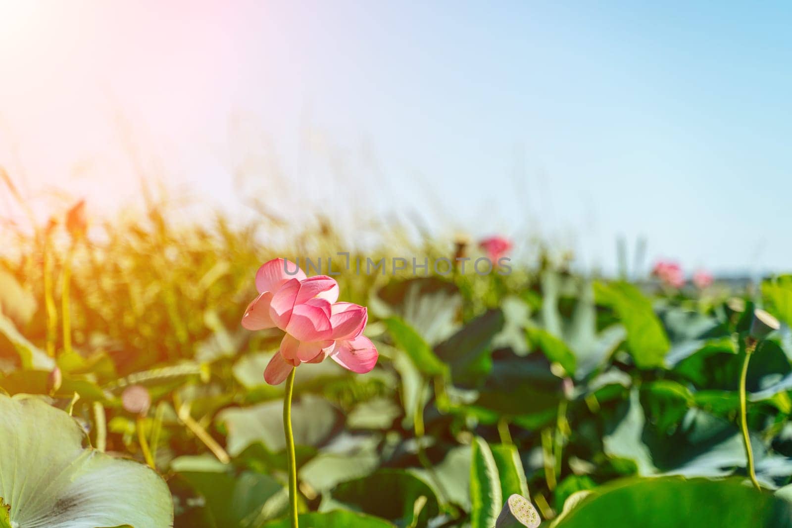 A pink lotus flower sways in the wind. Against the background of their green leaves. Lotus field on the lake in natural environment. by Matiunina