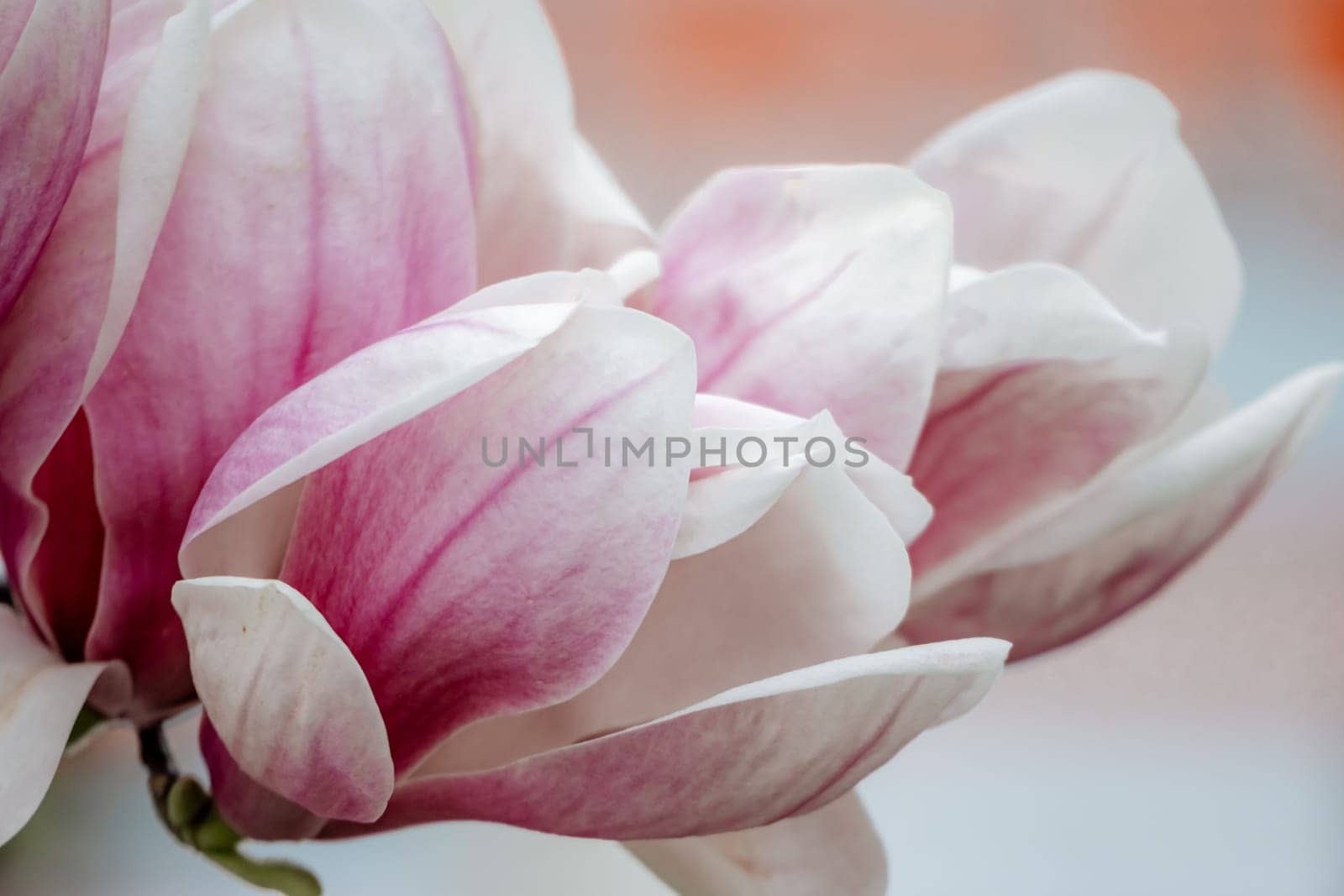 Magnolia Sulanjana flowers with petals in the spring season. beautiful pink magnolia flowers in spring, selective focusing. by Matiunina