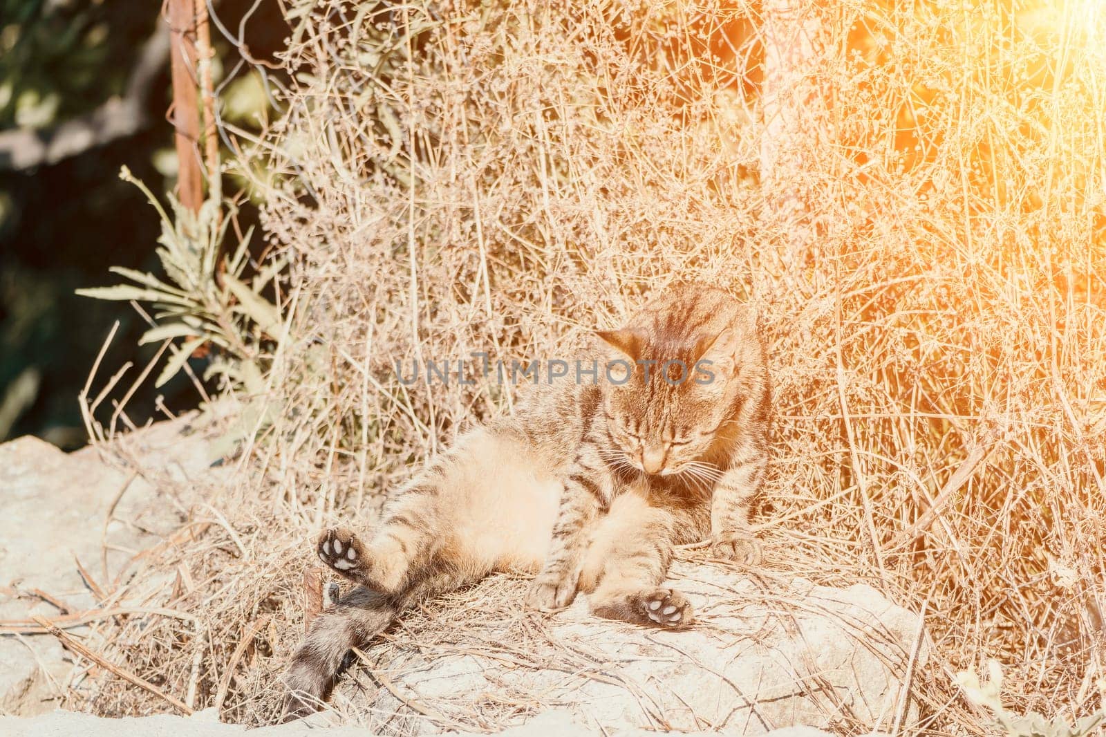 A cute happy grey tabby kitten lies and rests on the floor of the park in the rays of sunlight, looks at the camera, wiggles its ears and enjoys the morning sun. by panophotograph