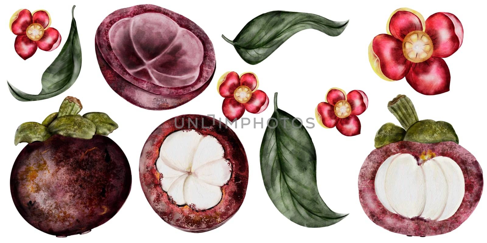 Mangosteen fruit big watercolor set. Tropical fruit illustration hand drawing isolated on white background. Botanical clip art of asian food garcinia. Realistic sketch of a Thai fruit for restaurant menus and natural cosmetics packaging by TatyanaTrushcheleva