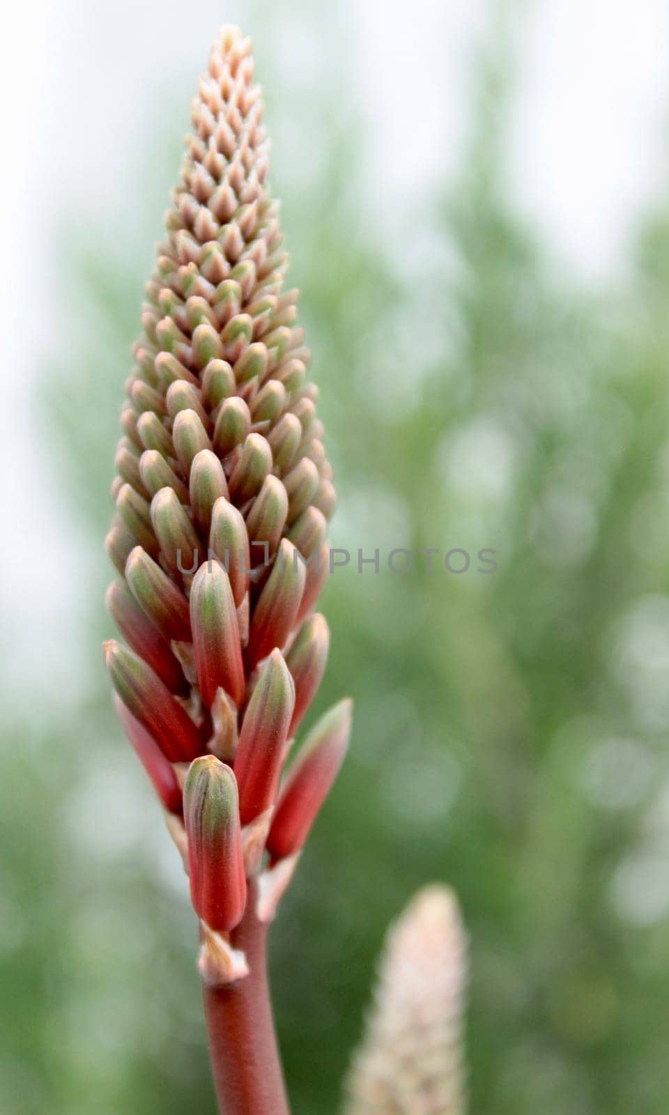 A large red flower of the aloe vera plant has blossomed. High quality photo