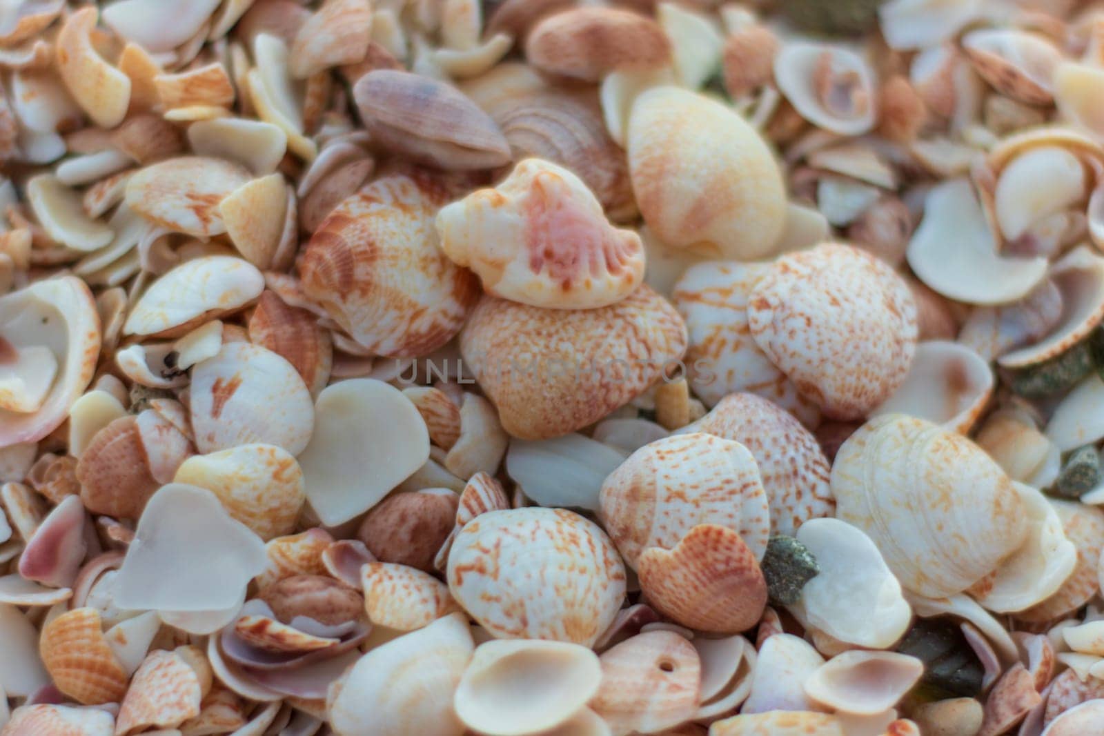 Close-up photo of a lot of shells at the beach in Saint Barthélemy (St. Barts, St. Barth) Caribbean