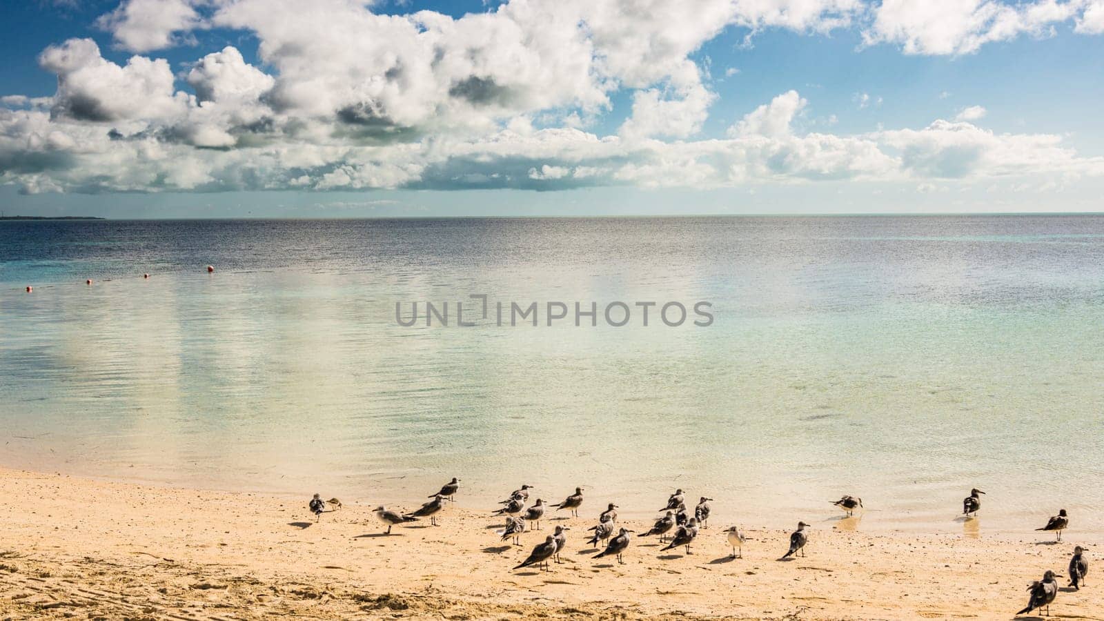 Bahamas Coco Cay Caribbean Island by vladispas