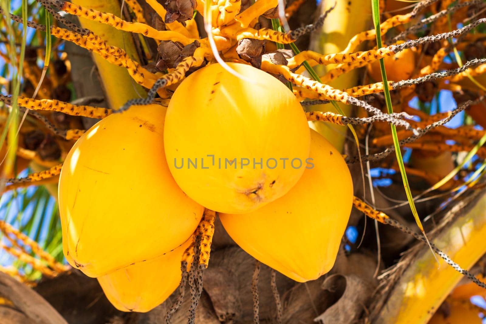 Yellow coconuts on tree by the exotic tropical beach