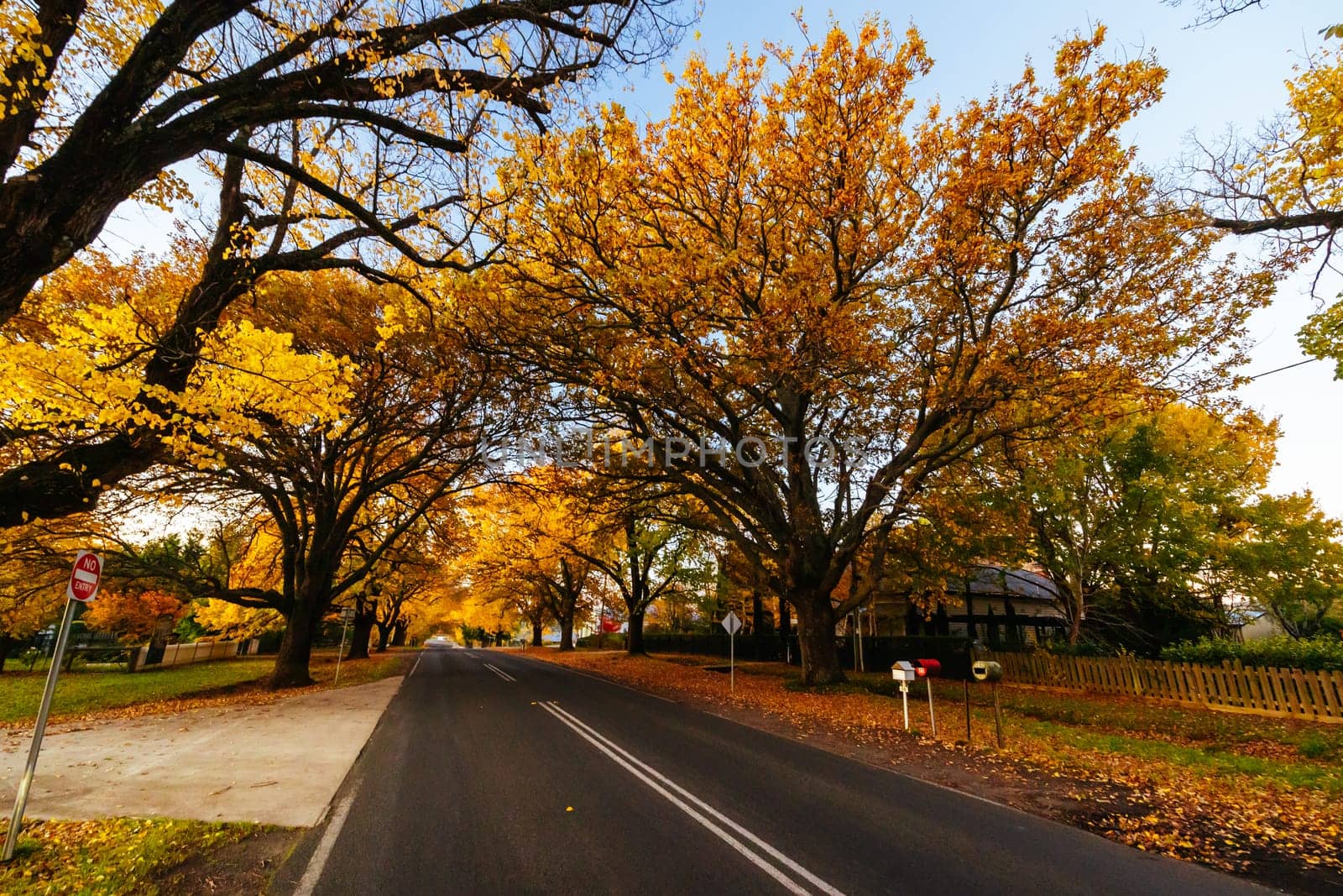 GLENLYON, AUSTRALIA - MAY 13 2023: Sunset thru Glenlyon's famous historic avenue of trees planted in 1898 on a cool autumn evening in Victoria, Australia