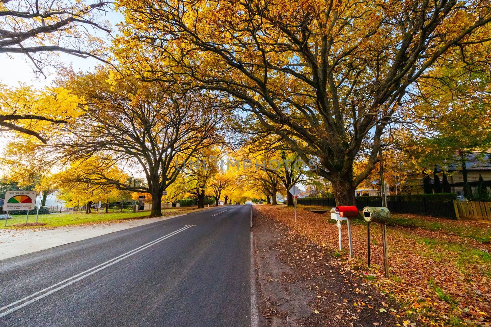 GLENLYON, AUSTRALIA - MAY 13 2023: Sunset thru Glenlyon's famous historic avenue of trees planted in 1898 on a cool autumn evening in Victoria, Australia