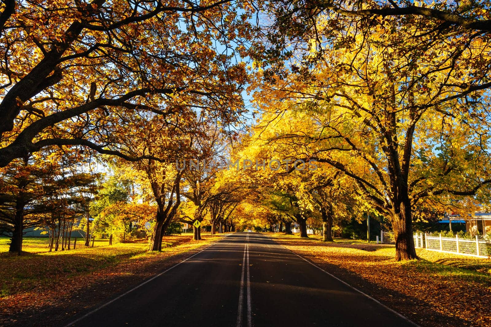 GLENLYON, AUSTRALIA - MAY 12 2024: Sunset thru Glenlyon's famous historic avenue of trees planted in 1898 on a cool autumn evening in Victoria, Australia