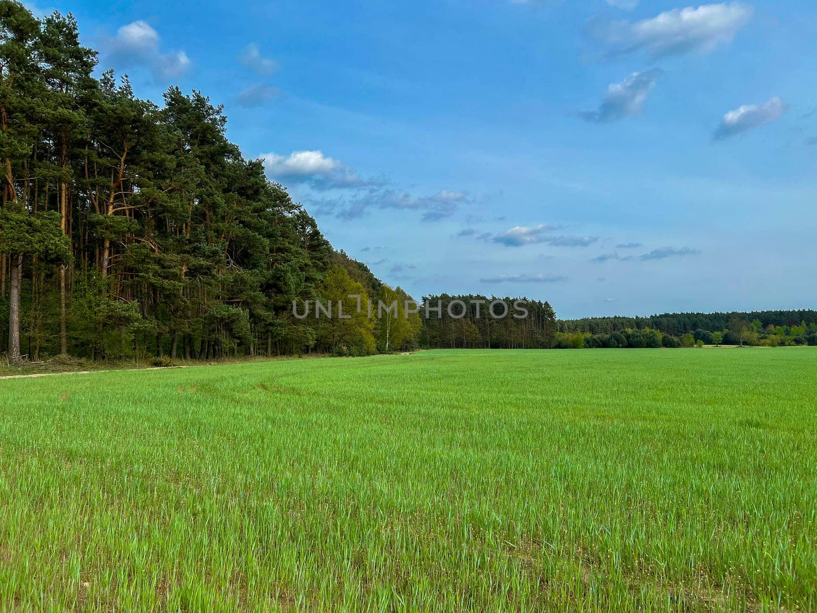 Looking over a field of maturing crops toward a colourfoul tree line under a light cloud sky. High quality photo