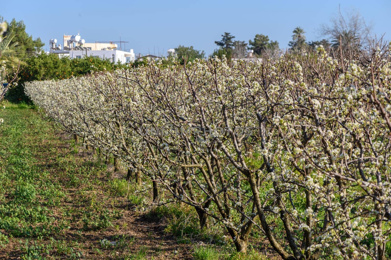 A plum tree blossomed in the spring by Mixa74