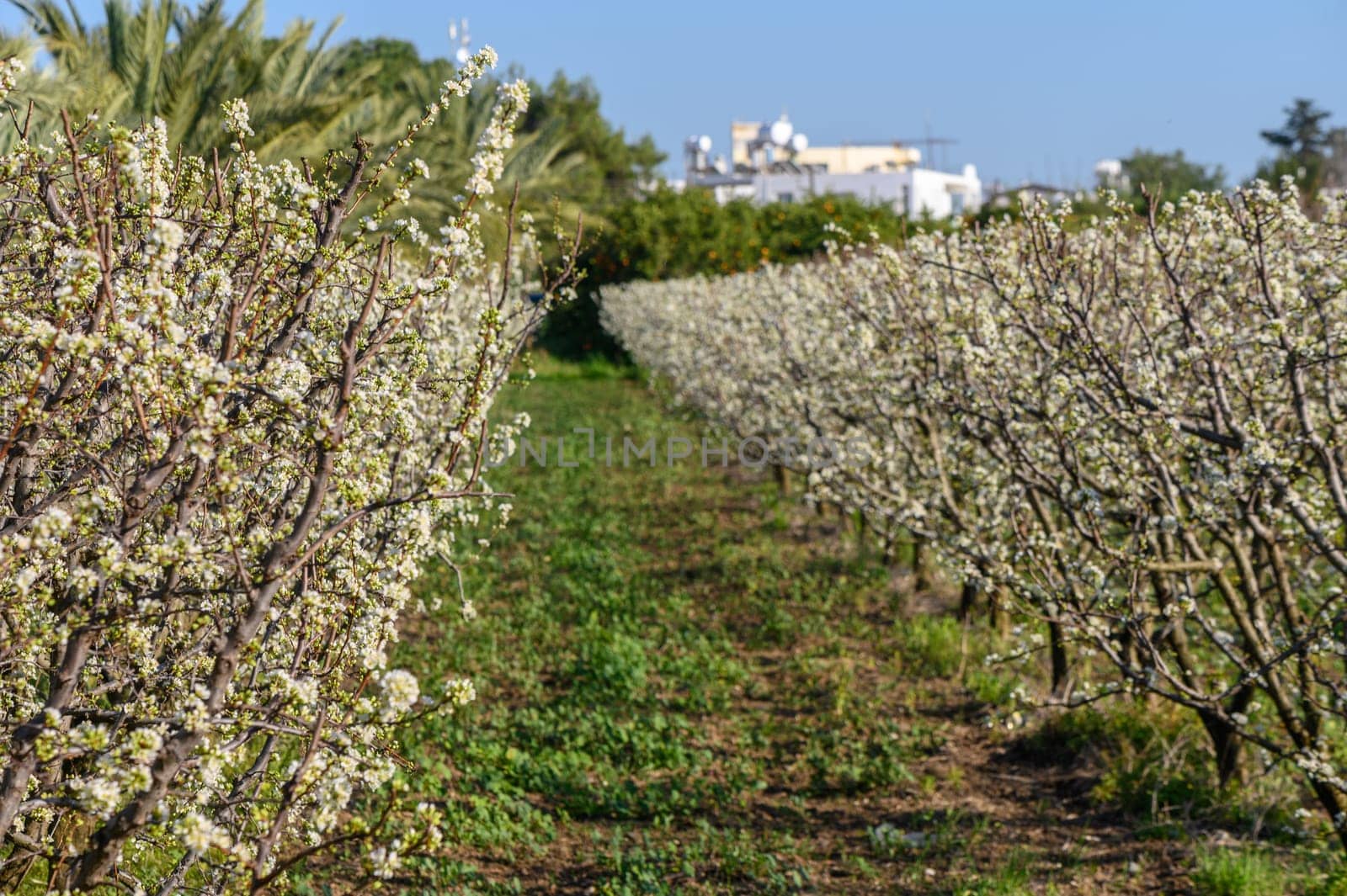 A plum tree blossomed in the spring 1 by Mixa74