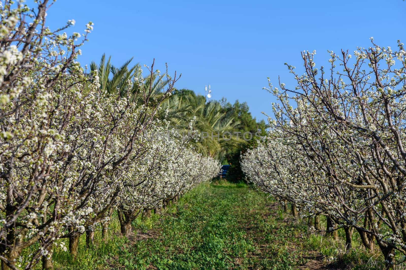 A plum tree blossomed in the spring 2