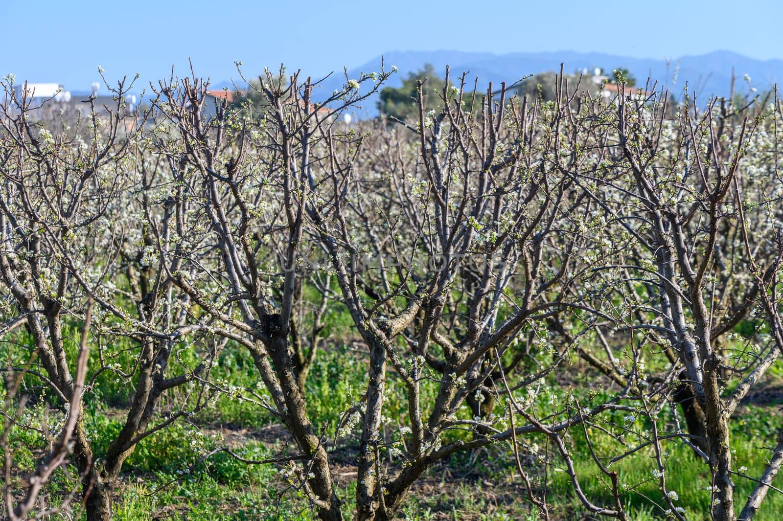 Early blossomed wild plum tree with white flowers and green leaves. 1 by Mixa74