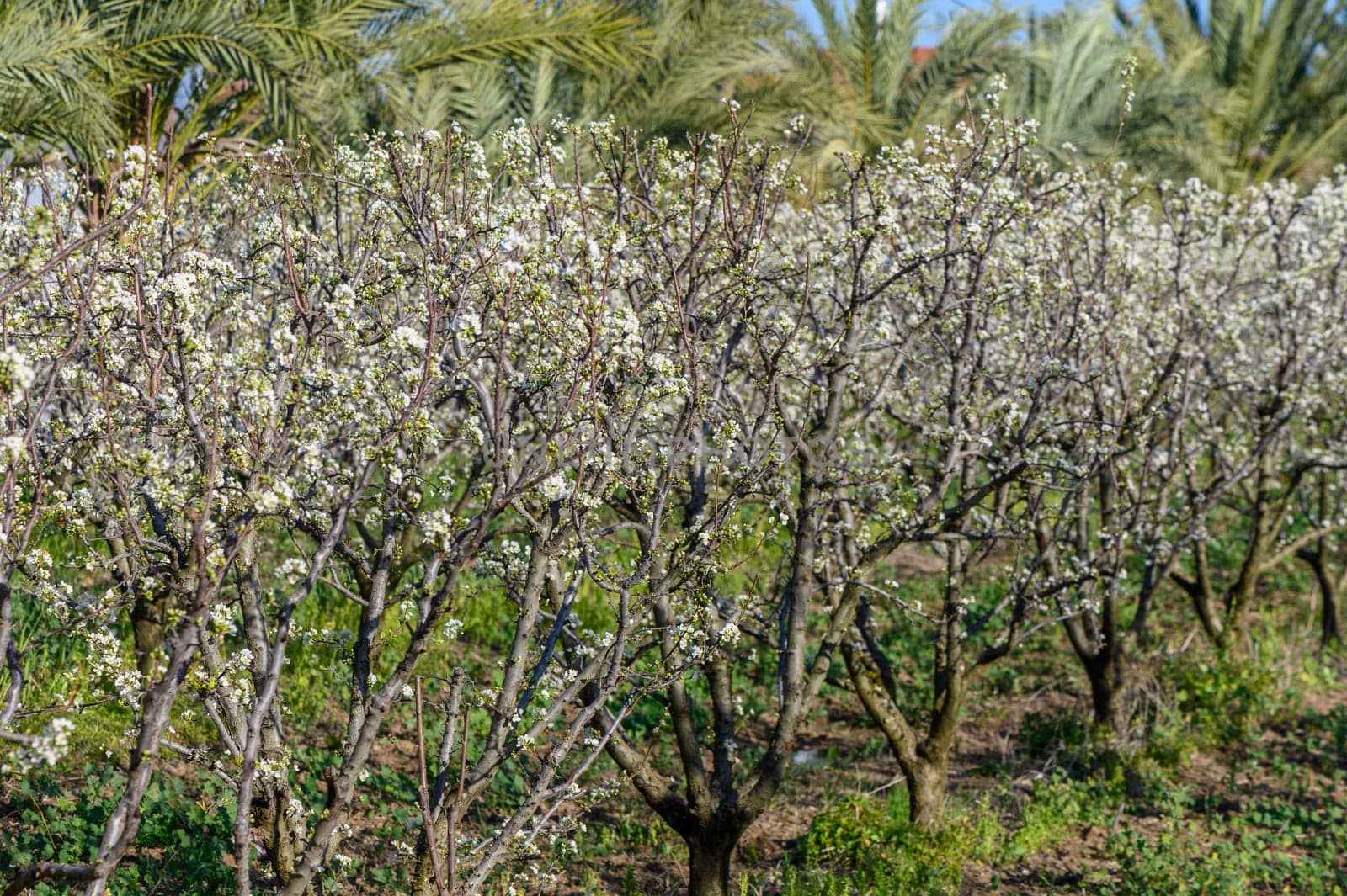 Spring blossoming spring flowers on a plum tree against blue sky 2 by Mixa74