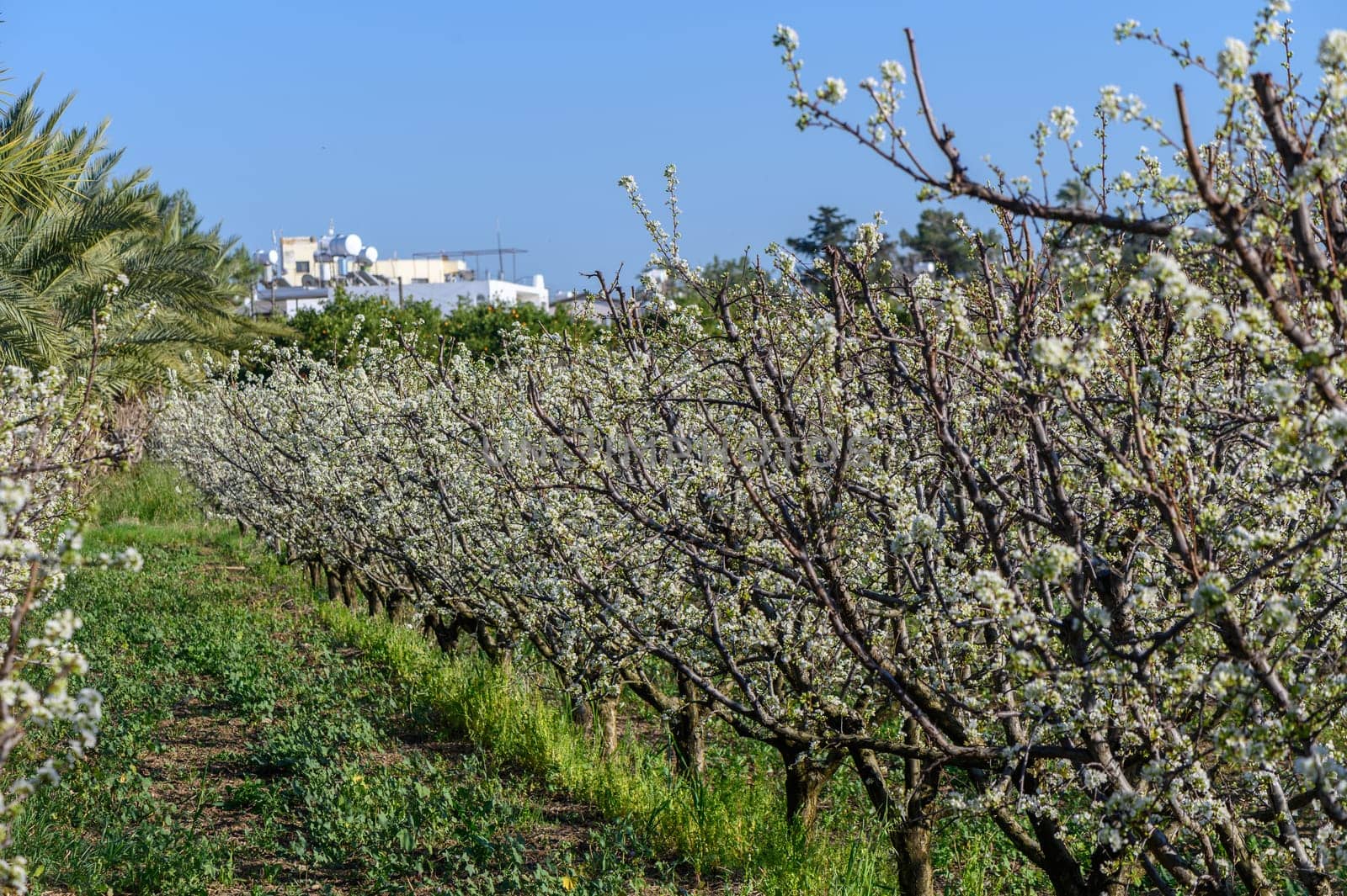 Spring blossoming spring flowers on a plum tree against blue sky by Mixa74