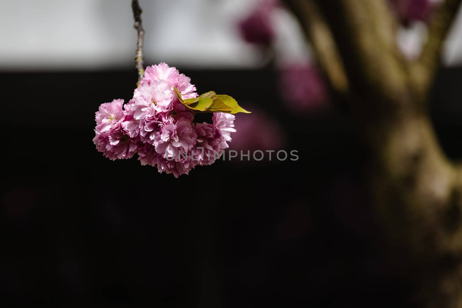 A single pink flower is hanging from a tree branch. The flower is the only thing visible in the image, and it is the main focus of the scene. The image has a serene and peaceful mood