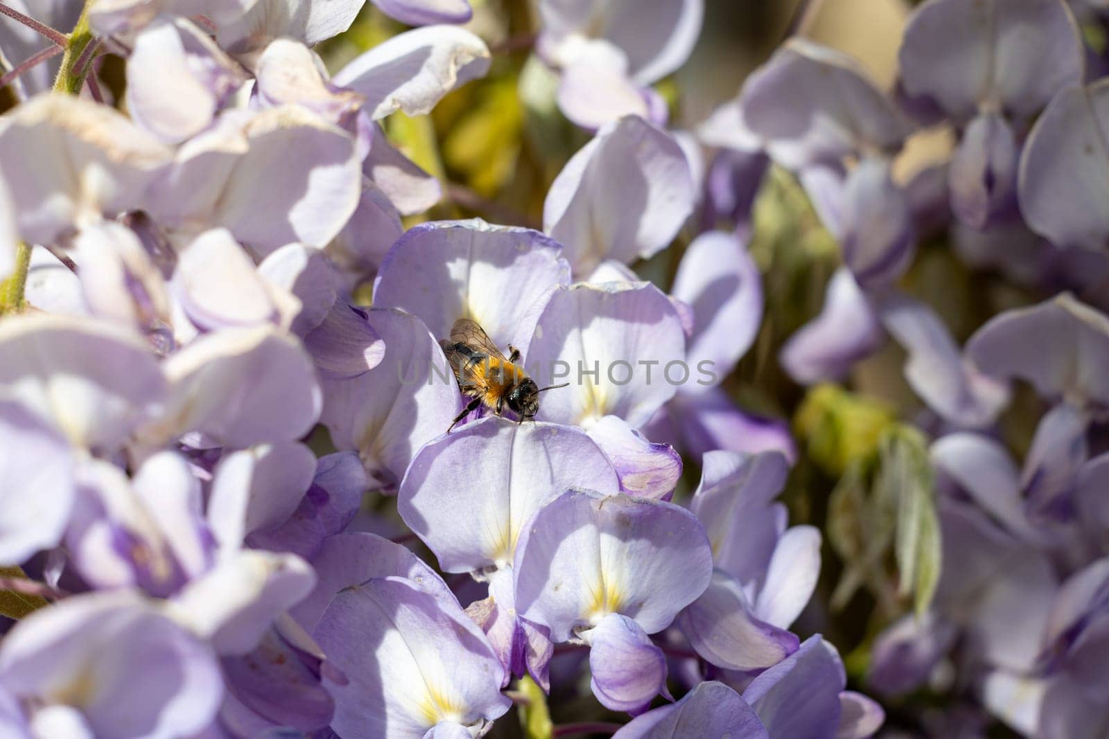 A bee is sitting on a purple flower. The flower is surrounded by other purple flowers. The bee is the main focus of the image
