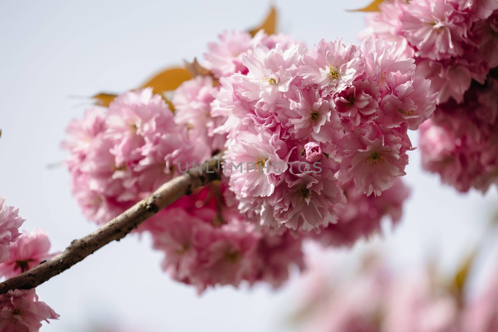 Pink flowers on a tree branch