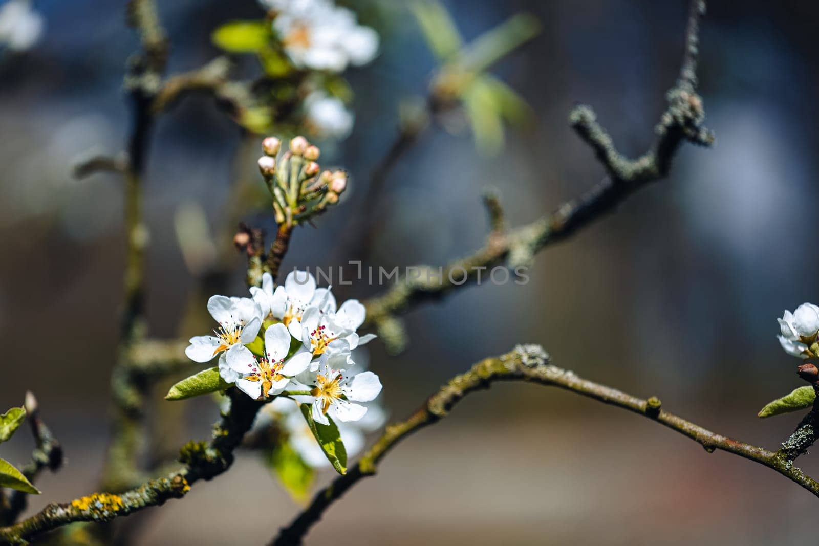 A branch with white flowers on it by exndiver