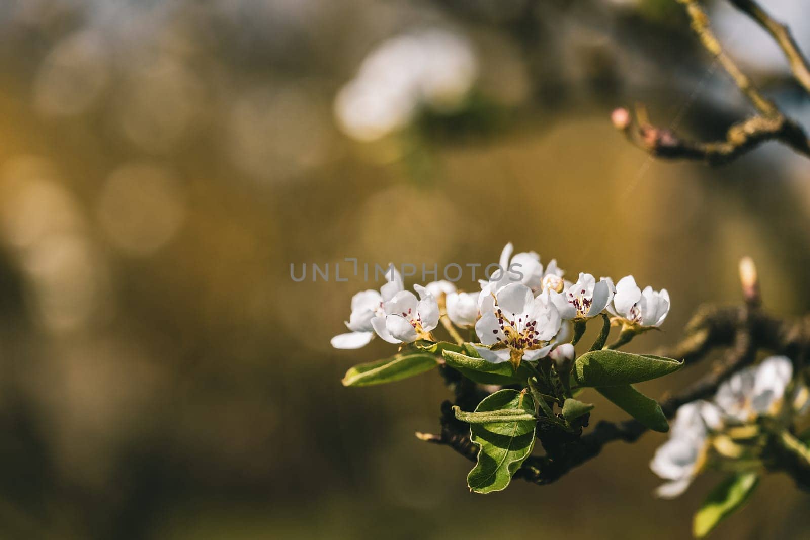 A close up of a white flower with a green stem. The flower is surrounded by leaves and the background is blurry. Concept of serenity and calmness