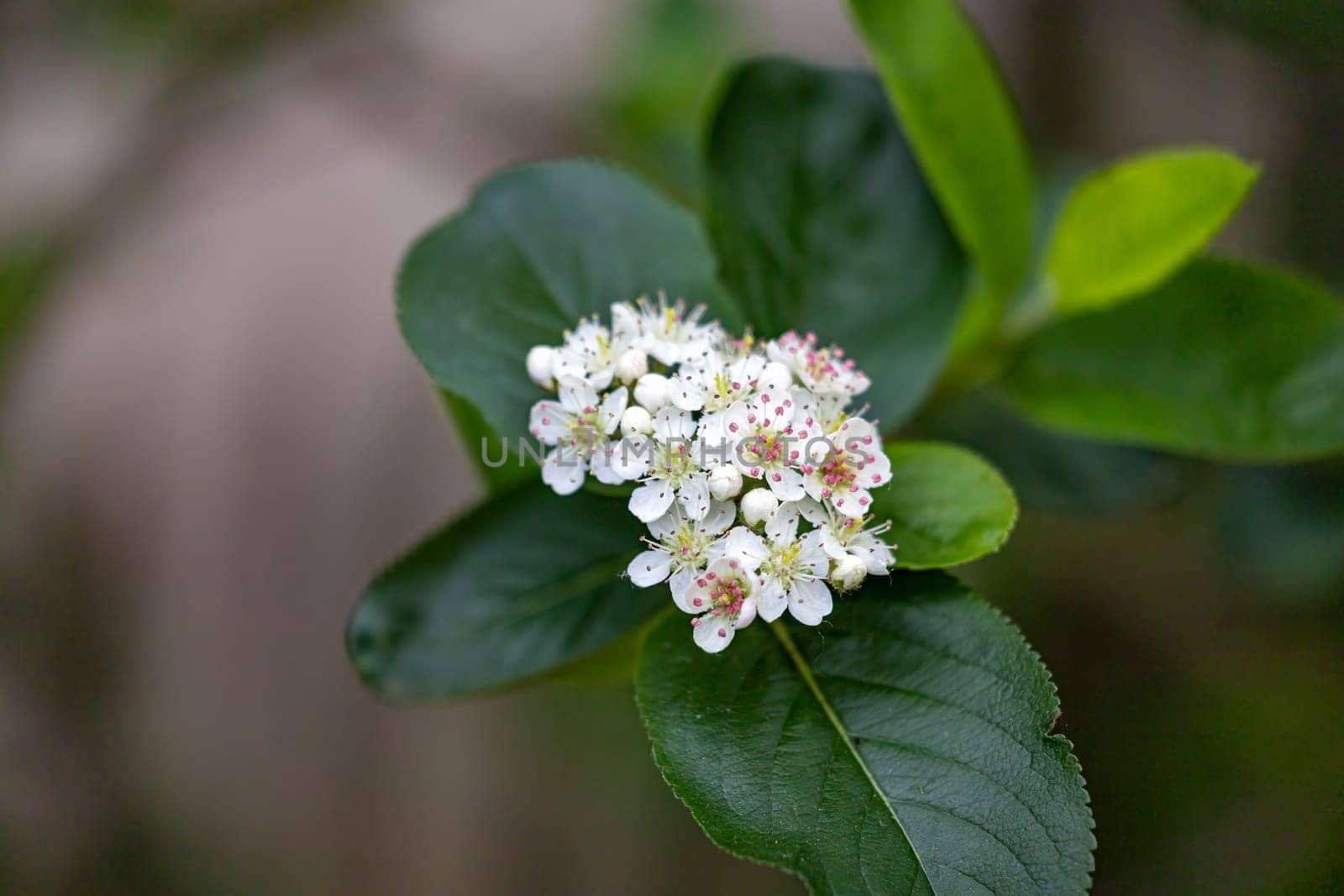 A cluster of white flowers with pink spots on them by exndiver