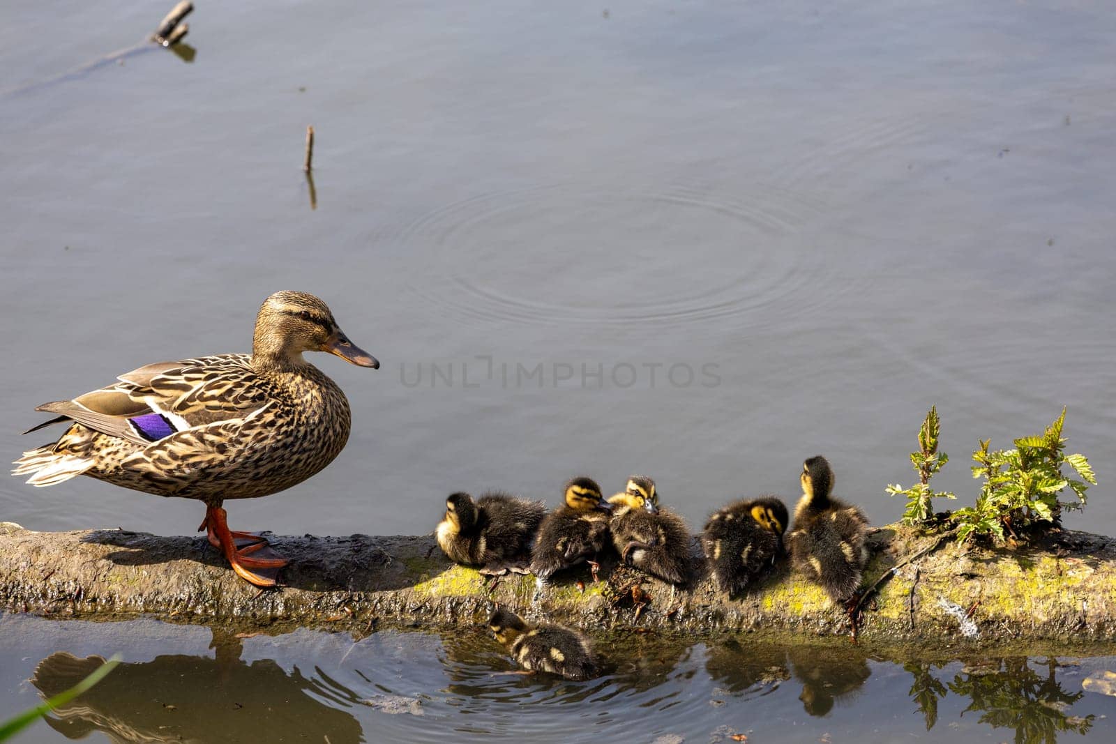 A mother duck and her ducklings are swimming in a pond by exndiver