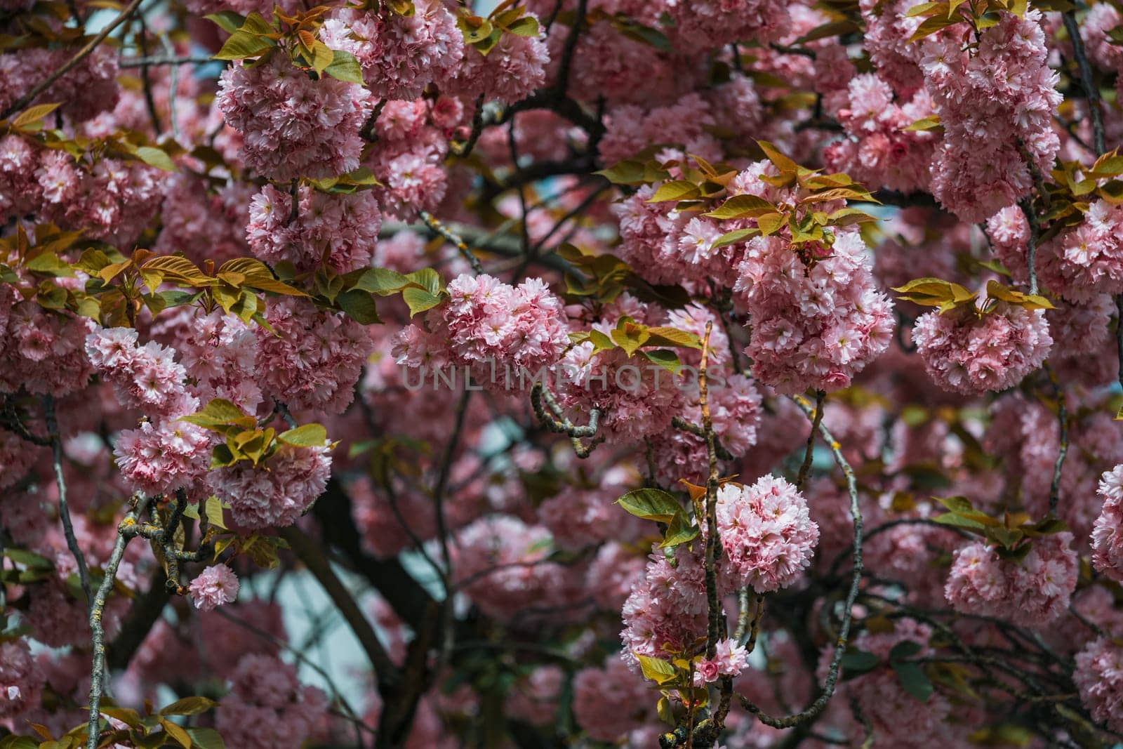 Pink flowers on a tree branch by exndiver