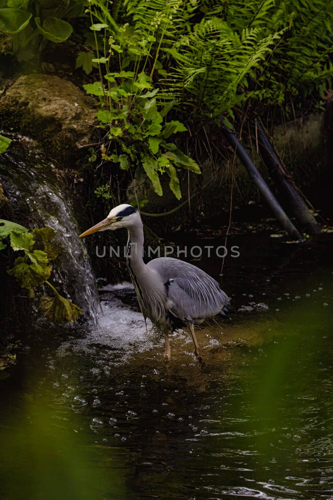 A large grey bird is standing in a stream by exndiver
