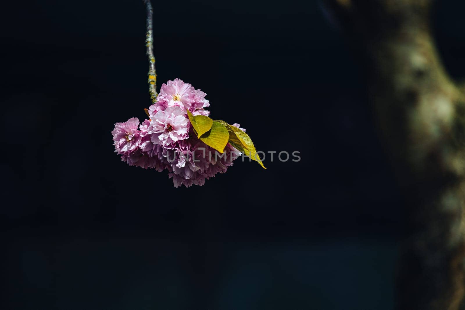 A single pink flower is hanging from a branch. The flower is surrounded by a dark background, which creates a sense of solitude and tranquility