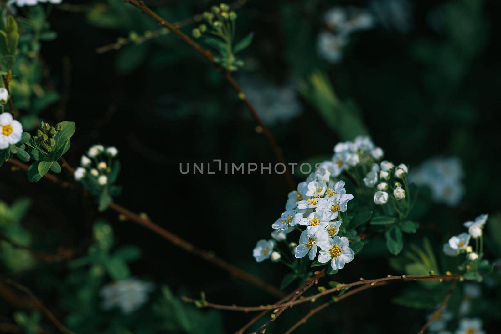 A close up of a bunch of white flowers on a branch. The flowers are small and white, and they are surrounded by green leaves. The image has a peaceful and calming mood